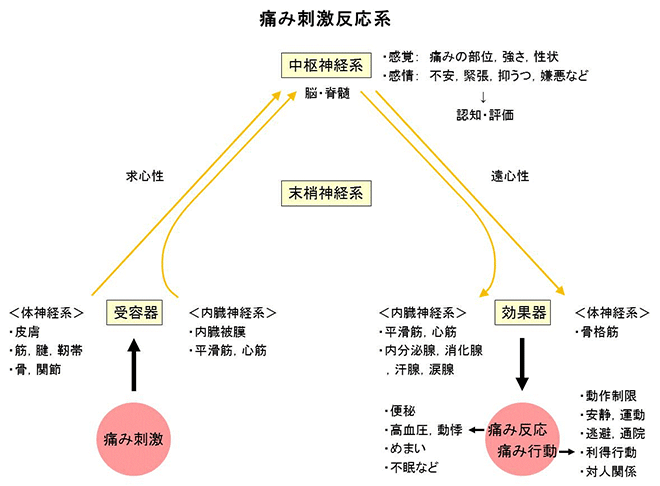 痛み刺激反応系