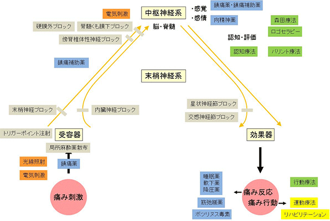 末梢神経系