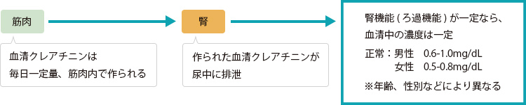 糸球体のろ過機能