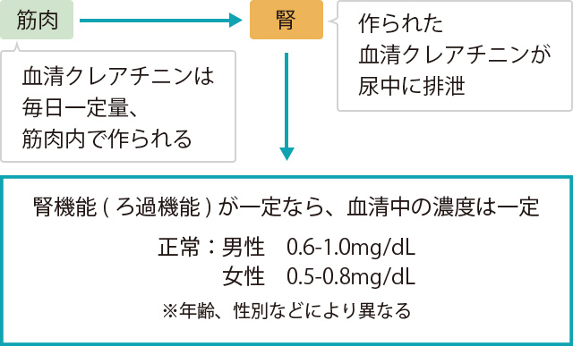 糸球体のろ過機能