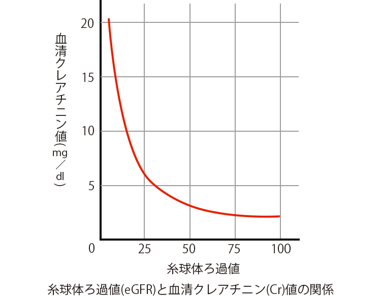 糸球体のろ過機能