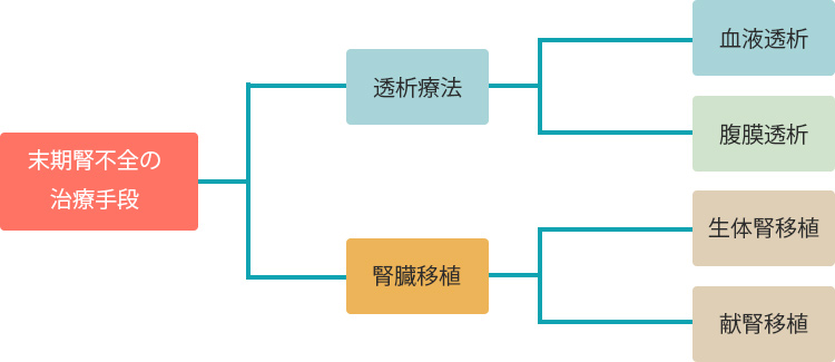 糸球体のろ過機能