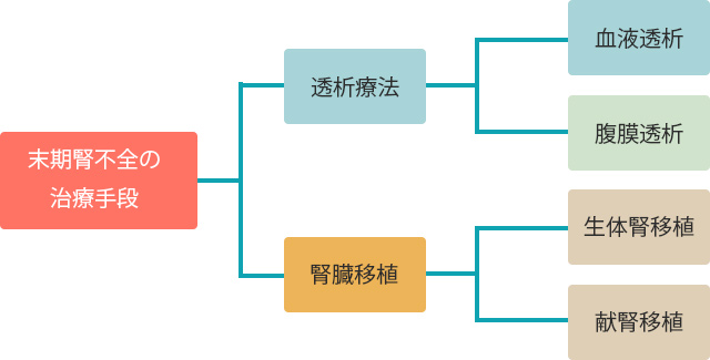 糸球体のろ過機能