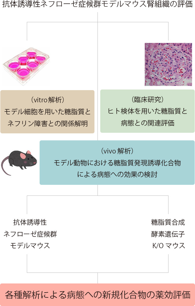 ネフローゼ症候群における糖脂質の機能解明と治療へ向けた創薬シーズの探索