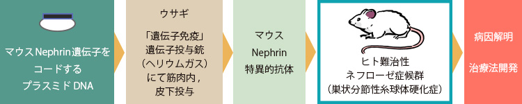 ヒトネフローゼ症候群のマウスモデルの確立と疾患の病態の解析