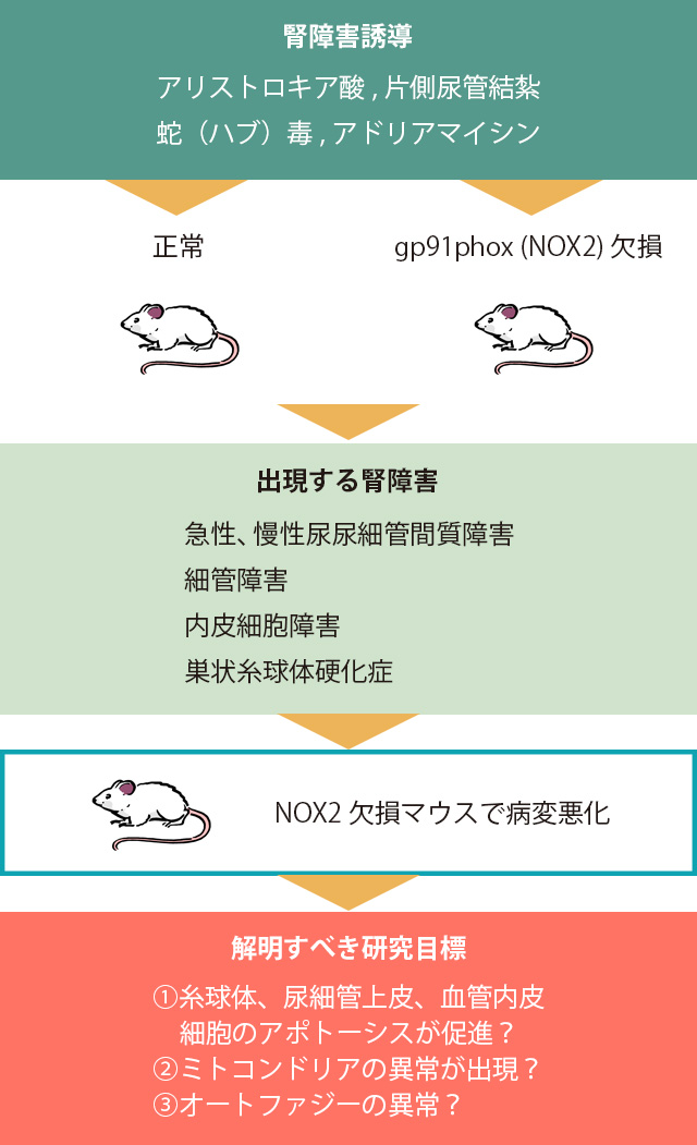 腎障害における活性酸素の役割～新たな治療目標を見出すために～