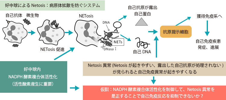 好中球Netosis 異常の是正による自己免疫疾患の発症・進行抑制