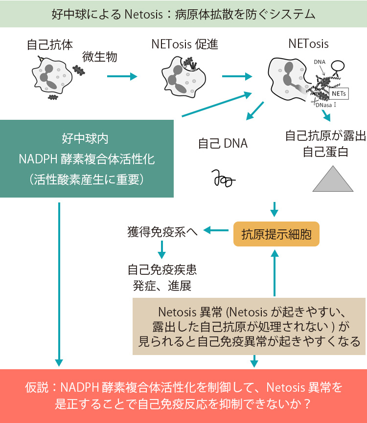 好中球Netosis 異常の是正による自己免疫疾患の発症・進行抑制