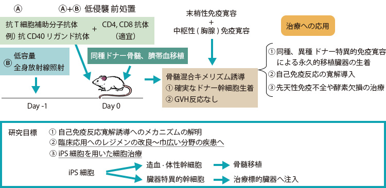 骨髄造血幹細胞移植による自己免疫反応の抑制および難治性疾患治療への応用