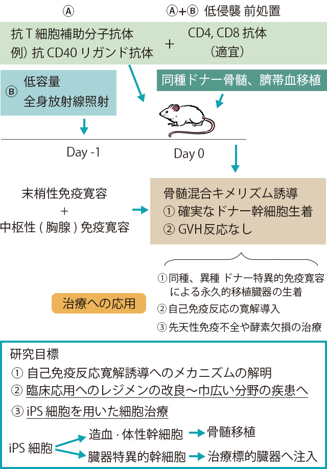 骨髄造血幹細胞移植による自己免疫反応の抑制および難治性疾患治療への応用